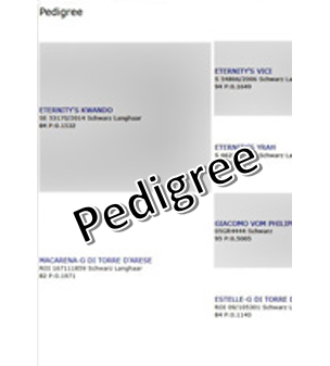 Pedigree 