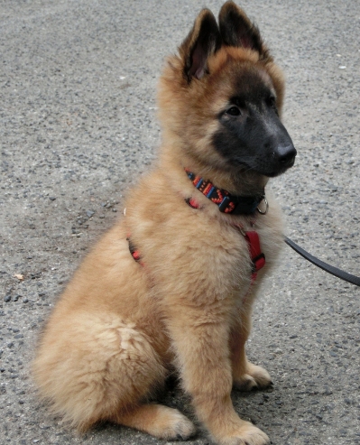 Asko