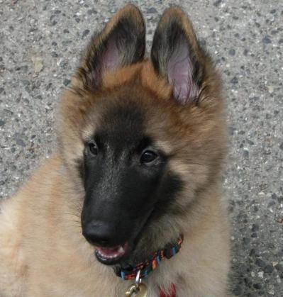 Asko