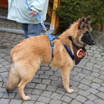 Asko1