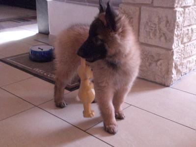 Asko