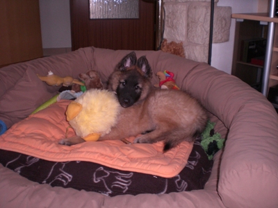Asko