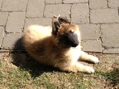Amy
