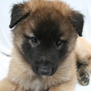 Asko